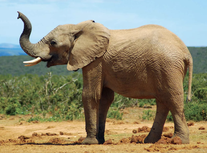 elephant profile trunk up
